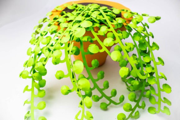 3D Plant - String of Pearls Succulent: 3D SVG for Cacti And Succulents Branding